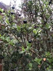 Ligustrum ovalifolium