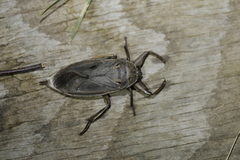 Lethocerus americanus