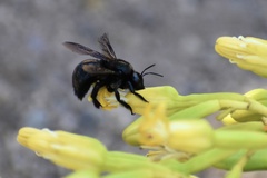 Xylocopa californica
