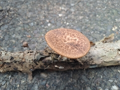 Polyporus tuberaster