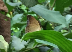 Tanaecia