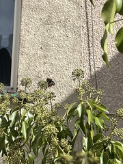 Vanessa atalanta