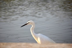 Egretta garzetta