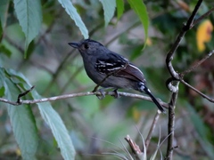 Thamnophilus ambiguus