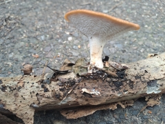 Polyporus tuberaster