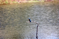 Alcedo atthis