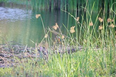 Alcedo atthis