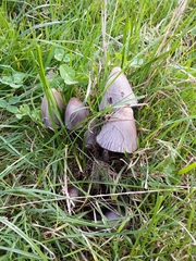 Coprinopsis atramentaria