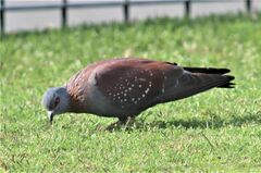 Columba guinea phaeonota