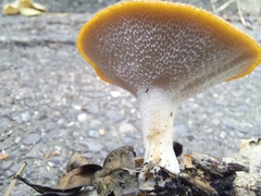 Polyporus tuberaster