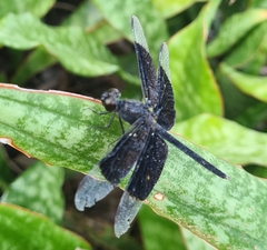 Erythrodiplax funerea