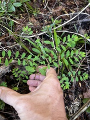 Phyllanthus caroliniensis
