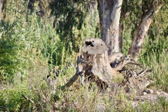 Acridotheres tristis