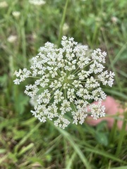 Daucus