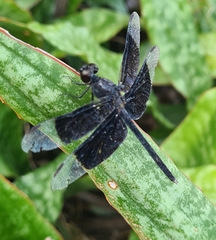 Erythrodiplax funerea