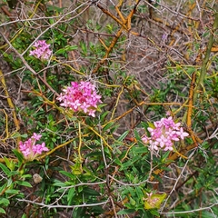 Pimelea rosea