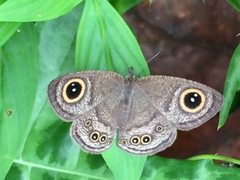 Ypthima baldus newboldi