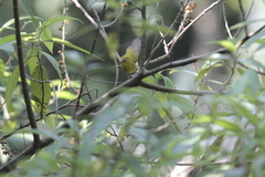 Zosterops palpebrosus