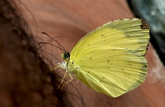 Eurema andersoni