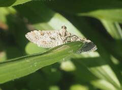 Sameodes cancellalis