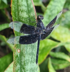 Erythrodiplax funerea