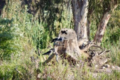 Corvus cornix