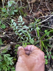 Phyllanthus caroliniensis