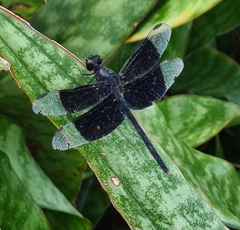 Erythrodiplax funerea