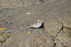 Plectrophenax nivalis