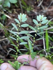 Phyllanthus caroliniensis