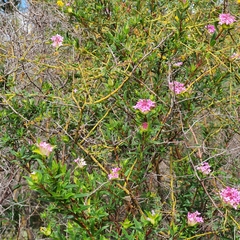 Pimelea rosea