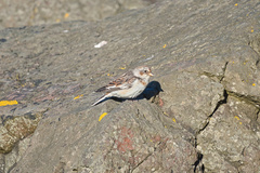 Plectrophenax nivalis