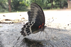 Papilio polymnestor