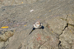 Plectrophenax nivalis