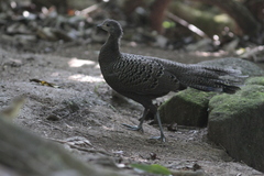 Polyplectron bicalcaratum