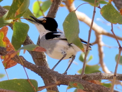 Lanioturdus torquatus