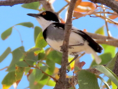 Lanioturdus torquatus