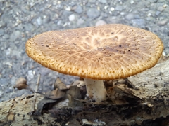 Polyporus tuberaster