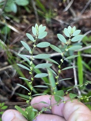 Phyllanthus caroliniensis