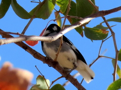 Lanioturdus torquatus