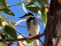 Lanioturdus torquatus