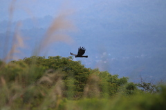 Ictinaetus malaiensis