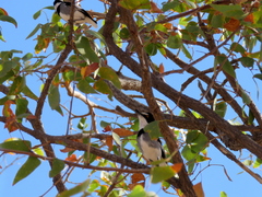 Lanioturdus torquatus