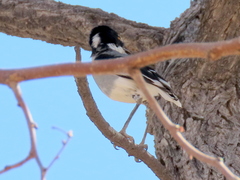 Lanioturdus torquatus
