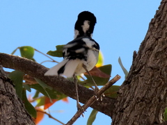 Lanioturdus torquatus