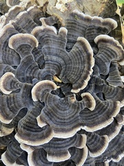 Trametes versicolor