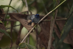 Niltava macgrigoriae