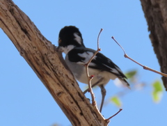 Lanioturdus torquatus