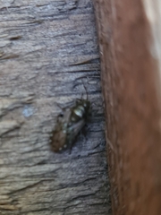 Heterogaster urticae