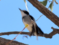 Lanioturdus torquatus